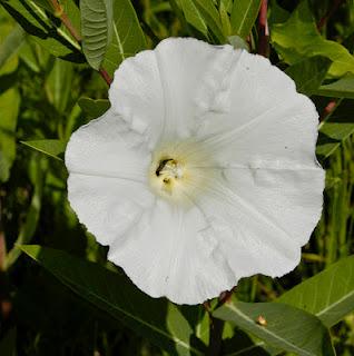 Campanilla