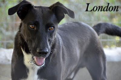 LONDON, es invisible?? Arca Noe Córdoba