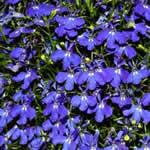 plantas Lobelia