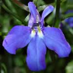 plantas Lobelia