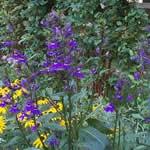 plantas Lobelia