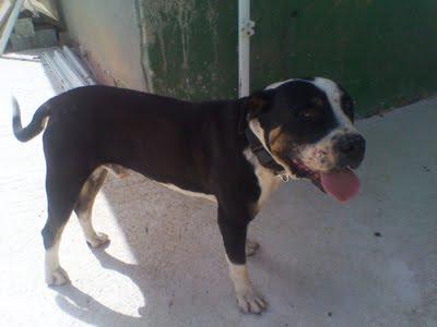 Caso grave en Calicanto, Pitbull, Bull Terrier y Presa Canario urge ayuda para ellos