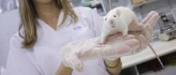 Una droga experimental disminuye los síntomas de autismo en ratones