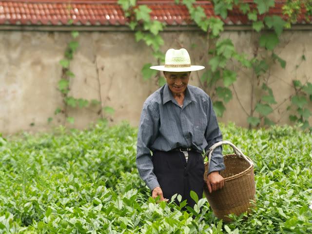 Té y medicina tradicional. Hangzhou (II)