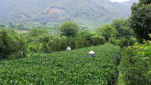 Té y medicina tradicional. Hangzhou (II)