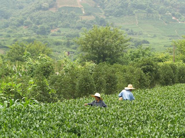 Té y medicina tradicional. Hangzhou (II)