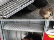 Madraza canina