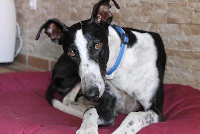Arturo, galgo precioso y bonachón busca hogar.
