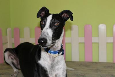 Arturo, galgo precioso y bonachón busca hogar.