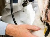 Acudir Veterinarias Para Curar Enfermedades Perros