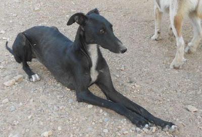 Preciosa galga en adopción. SPA (TERUEL)