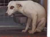 J-49 mestizo macho adopción movera!!! (zaragoza)