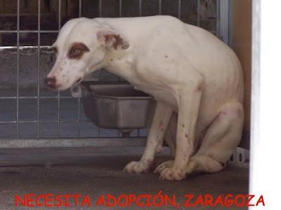 J-49 MESTIZO MACHO EN ADOPCIÓN EN MOVERA!!! (ZARAGOZA)