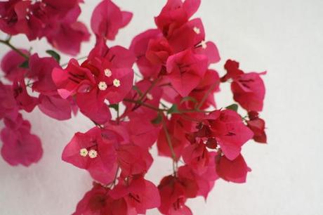 Flores del jardín para la casa