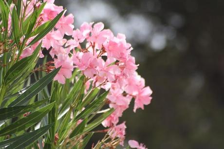 Flores del jardín para la casa - Paperblog