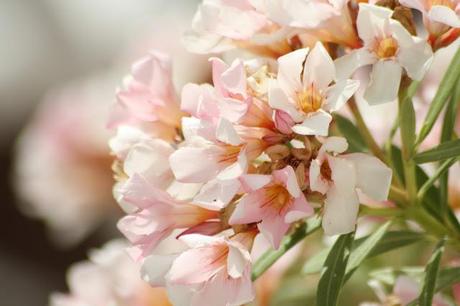 Flores del jardín para la casa
