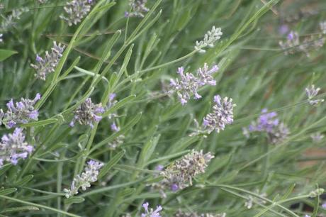 Flores del jardín para la casa