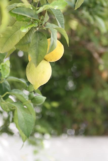 Flores del jardín para la casa