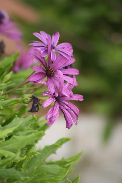 Flores del jardín para la casa