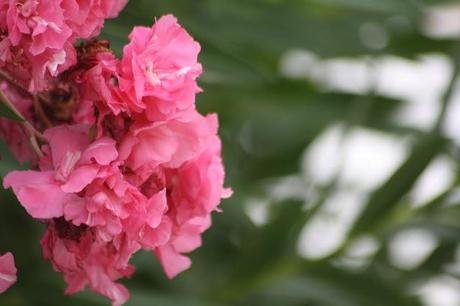 Flores del jardín para la casa