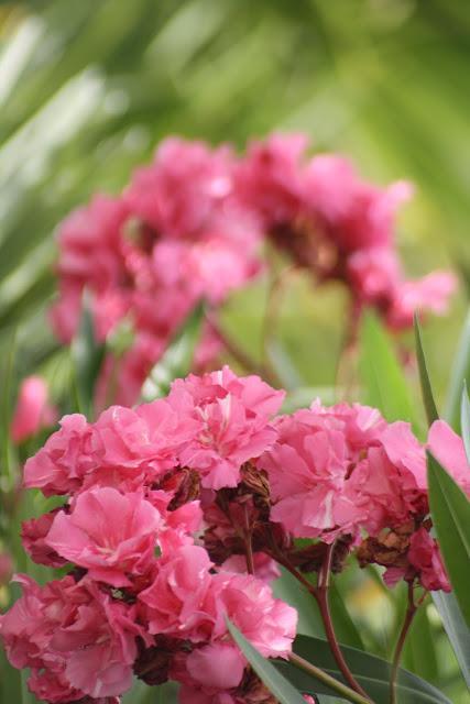 Flores del jardín para la casa