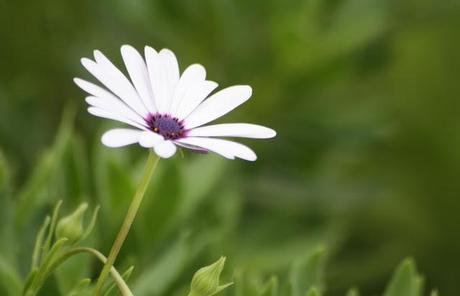 Flores del jardín para la casa