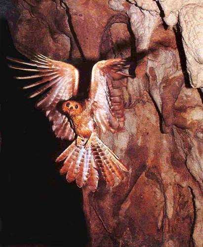 bio_guacharo_g bio_guacharo_g