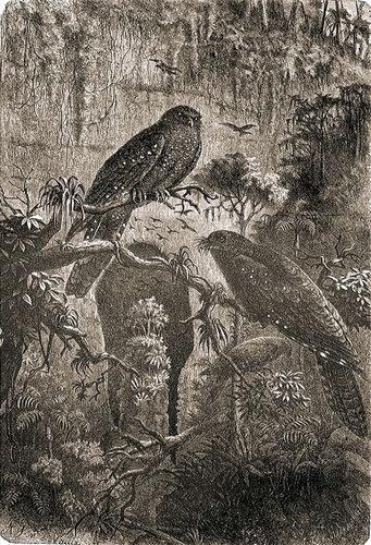 oilbird.500a oilbird.500a