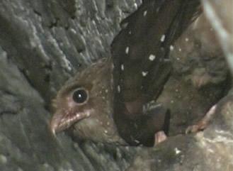 Conociendo a los Guacharos (Steatornis caripensis), Conociendo a los Guacharos (Steatornis caripensis),