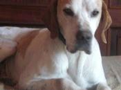 Otro abuelito descartado .... pero cazadores quieren muchísmo perros vista está