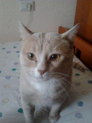 CANELO GATITO DE DOS AÑOS EN ADOPCIÓN. (MURCIA‏)
