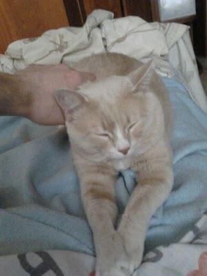 CANELO GATITO DE DOS AÑOS EN ADOPCIÓN. (MURCIA‏)