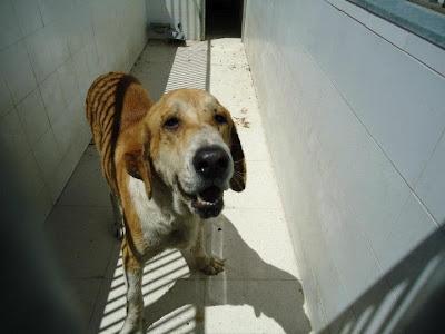 MUY URGENTE!! DIEGO ESTÁ EN LA PERRERA, PRÓXIMO SACRIFICIO. (BADAJOZ)