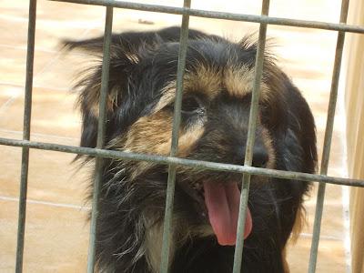 ¡¡URGENTISIMO¡¡ A AVA YA NO LE QUEDAN FUERZAS NI TIEMPO. URGENTISIMO ESTE CASO. (MÁLAGA).