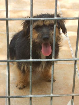 ¡¡URGENTISIMO¡¡ A AVA YA NO LE QUEDAN FUERZAS NI TIEMPO. URGENTISIMO ESTE CASO. (MÁLAGA).