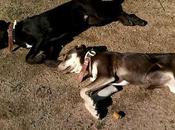 devuelven después meses urge acogida adopcion duermen.