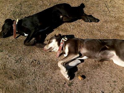 Los devuelven después de 6 meses urge acogida y/o adopcion o los duermen.