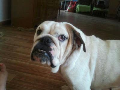 PERRA PERDIDA, en Blanca MURCIA, NECESITA MEDICACION. por favor AYUDA PARA ENCONTRARLA!!