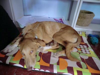 Olivia, 4ª difusión, cachorra 6 meses y sigue sin nada, (MURCIA)‏