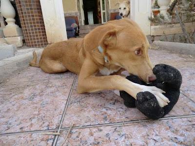 Olivia, 4ª difusión, cachorra 6 meses y sigue sin nada, (MURCIA)‏