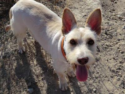 Pepa, 7 años, en adopción. (MURCIA)