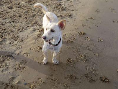 Pepa, 7 años, en adopción. (MURCIA)