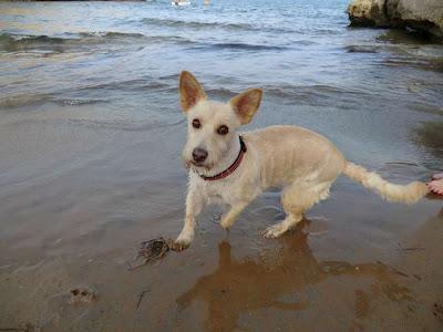 Pepa, 7 años, en adopción. (MURCIA)