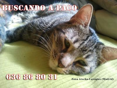 Gato perdido en Madrid.