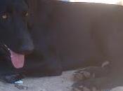 URGENTE!!! Black necesita hogar (Murcia)‏