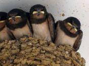 Golondrina