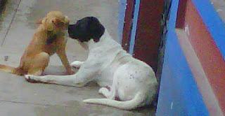 22. #PriscilaDignidad