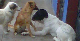 22. #PriscilaDignidad