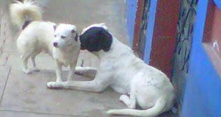 22. #PriscilaDignidad