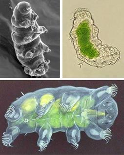 El Oso de agua uno de los animales más resistente del Mundo